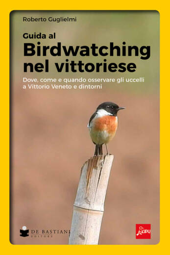 Birdwatching